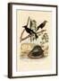 Snail, 1833-39-null-Framed Giclee Print