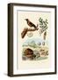 Snail, 1833-39-null-Framed Giclee Print