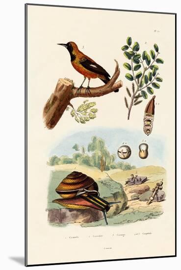 Snail, 1833-39-null-Mounted Giclee Print