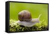 Snail, Helix Pomatia-Herbert Kehrer-Framed Stretched Canvas