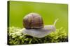 Snail, Helix Pomatia-Herbert Kehrer-Stretched Canvas