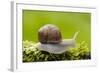 Snail, Helix Pomatia-Herbert Kehrer-Framed Photographic Print