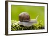 Snail, Helix Pomatia-Herbert Kehrer-Framed Photographic Print