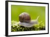 Snail, Helix Pomatia-Herbert Kehrer-Framed Photographic Print