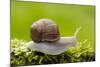 Snail, Helix Pomatia-Herbert Kehrer-Mounted Photographic Print