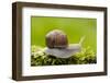 Snail, Helix Pomatia-Herbert Kehrer-Framed Photographic Print