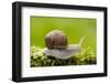 Snail, Helix Pomatia-Herbert Kehrer-Framed Photographic Print