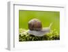 Snail, Helix Pomatia-Herbert Kehrer-Framed Photographic Print