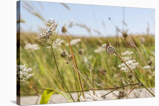 Snail House on the Stem of a Plant-Petra Daisenberger-Stretched Canvas