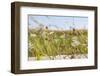 Snail House on the Stem of a Plant-Petra Daisenberger-Framed Photographic Print