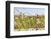 Snail House on the Stem of a Plant-Petra Daisenberger-Framed Photographic Print