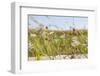 Snail House on the Stem of a Plant-Petra Daisenberger-Framed Photographic Print