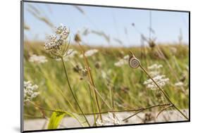 Snail House on the Stem of a Plant-Petra Daisenberger-Mounted Photographic Print