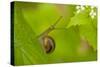 Snail on Garlic Mustard (Alliaria Petiolata) Leaves, Hallerbos, Belgium, April-Biancarelli-Stretched Canvas