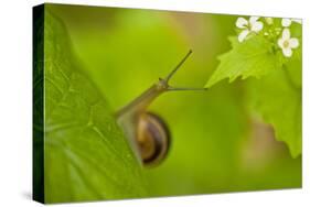 Snail on Garlic Mustard (Alliaria Petiolata) Leaves, Hallerbos, Belgium, April-Biancarelli-Stretched Canvas