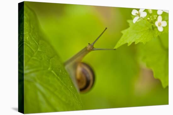 Snail on Garlic Mustard (Alliaria Petiolata) Leaves, Hallerbos, Belgium, April-Biancarelli-Stretched Canvas