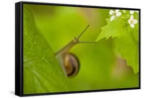 Snail on Garlic Mustard (Alliaria Petiolata) Leaves, Hallerbos, Belgium, April-Biancarelli-Framed Stretched Canvas