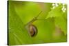 Snail on Garlic Mustard (Alliaria Petiolata) Leaves, Hallerbos, Belgium, April-Biancarelli-Stretched Canvas