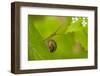 Snail on Garlic Mustard (Alliaria Petiolata) Leaves, Hallerbos, Belgium, April-Biancarelli-Framed Premium Photographic Print