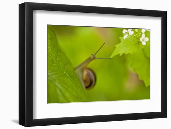 Snail on Garlic Mustard (Alliaria Petiolata) Leaves, Hallerbos, Belgium, April-Biancarelli-Framed Premium Photographic Print