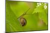 Snail on Garlic Mustard (Alliaria Petiolata) Leaves, Hallerbos, Belgium, April-Biancarelli-Mounted Premium Photographic Print