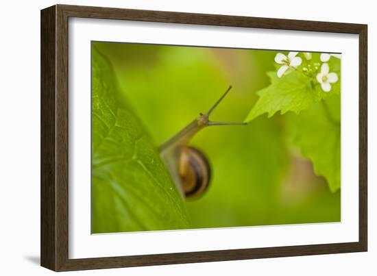 Snail on Garlic Mustard (Alliaria Petiolata) Leaves, Hallerbos, Belgium, April-Biancarelli-Framed Photographic Print