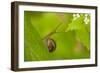 Snail on Garlic Mustard (Alliaria Petiolata) Leaves, Hallerbos, Belgium, April-Biancarelli-Framed Photographic Print