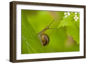 Snail on Garlic Mustard (Alliaria Petiolata) Leaves, Hallerbos, Belgium, April-Biancarelli-Framed Photographic Print