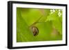 Snail on Garlic Mustard (Alliaria Petiolata) Leaves, Hallerbos, Belgium, April-Biancarelli-Framed Photographic Print