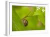 Snail on Garlic Mustard (Alliaria Petiolata) Leaves, Hallerbos, Belgium, April-Biancarelli-Framed Photographic Print