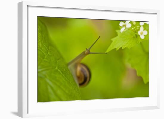 Snail on Garlic Mustard (Alliaria Petiolata) Leaves, Hallerbos, Belgium, April-Biancarelli-Framed Photographic Print