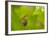 Snail on Garlic Mustard (Alliaria Petiolata) Leaves, Hallerbos, Belgium, April-Biancarelli-Framed Photographic Print