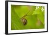 Snail on Garlic Mustard (Alliaria Petiolata) Leaves, Hallerbos, Belgium, April-Biancarelli-Framed Photographic Print