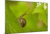 Snail on Garlic Mustard (Alliaria Petiolata) Leaves, Hallerbos, Belgium, April-Biancarelli-Mounted Photographic Print