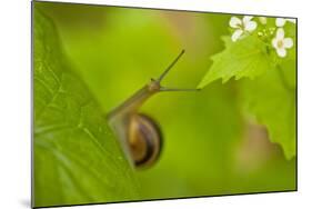 Snail on Garlic Mustard (Alliaria Petiolata) Leaves, Hallerbos, Belgium, April-Biancarelli-Mounted Photographic Print