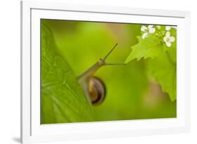 Snail on Garlic Mustard (Alliaria Petiolata) Leaves, Hallerbos, Belgium, April-Biancarelli-Framed Photographic Print