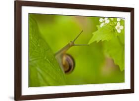 Snail on Garlic Mustard (Alliaria Petiolata) Leaves, Hallerbos, Belgium, April-Biancarelli-Framed Photographic Print