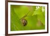 Snail on Garlic Mustard (Alliaria Petiolata) Leaves, Hallerbos, Belgium, April-Biancarelli-Framed Photographic Print