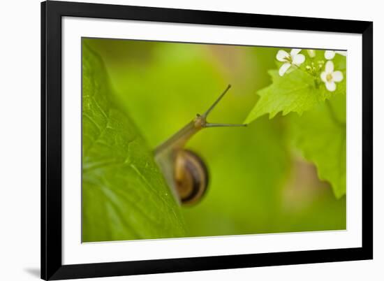 Snail on Garlic Mustard (Alliaria Petiolata) Leaves, Hallerbos, Belgium, April-Biancarelli-Framed Photographic Print