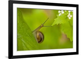 Snail on Garlic Mustard (Alliaria Petiolata) Leaves, Hallerbos, Belgium, April-Biancarelli-Framed Photographic Print