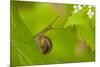 Snail on Garlic Mustard (Alliaria Petiolata) Leaves, Hallerbos, Belgium, April-Biancarelli-Mounted Photographic Print