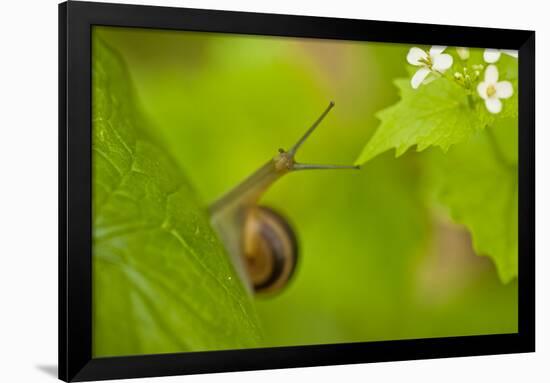 Snail on Garlic Mustard (Alliaria Petiolata) Leaves, Hallerbos, Belgium, April-Biancarelli-Framed Photographic Print