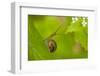 Snail on Garlic Mustard (Alliaria Petiolata) Leaves, Hallerbos, Belgium, April-Biancarelli-Framed Photographic Print