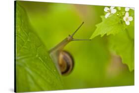 Snail on Garlic Mustard (Alliaria Petiolata) Leaves, Hallerbos, Belgium, April-Biancarelli-Stretched Canvas