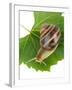 Snail On Leaf Isolated On White-Yastremska-Framed Photographic Print