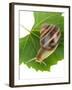 Snail On Leaf Isolated On White-Yastremska-Framed Photographic Print