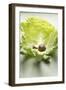 Snail on White Cabbage Leaf-Foodcollection-Framed Photographic Print