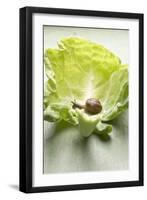 Snail on White Cabbage Leaf-Foodcollection-Framed Photographic Print