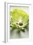 Snail on White Cabbage Leaf-Foodcollection-Framed Photographic Print