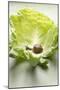 Snail on White Cabbage Leaf-Foodcollection-Mounted Photographic Print